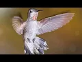 The Only Bird That Can Fly Backwards