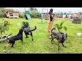 Download Lagu GREATHABIB K9 Academy school of dogs 
