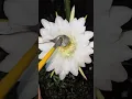 Download Lagu Dragonfruit Hand Pollination Technique!