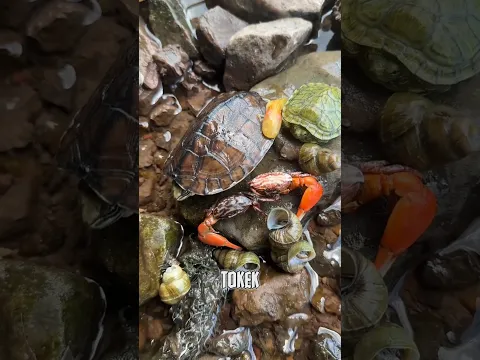 Cuci Kaki di Sungai, Malah Dapat Kepiting Raksasa dan Kura-kura#shorts #hiburan #faktaunik