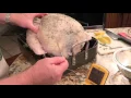 Proper Probe Placement in a Turkey
