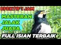 Masteran Jalak Suren Isian Cililin Tengkek Buto Gacor Full Isian Mewah Jernih