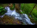 Relaxing sound hidden paradise in the jungle of java