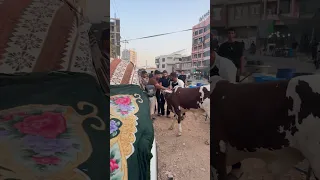 شرد العجل من الذ ب ح 