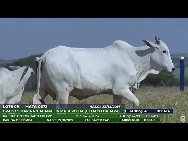 Vaca Nelore MATA-C673