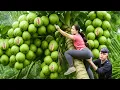 Download Lagu Harvesting 100+ Coconut Guava Go to Market Sell | Type Guava That Tastes Like Coconut | Lý Thị Hoa