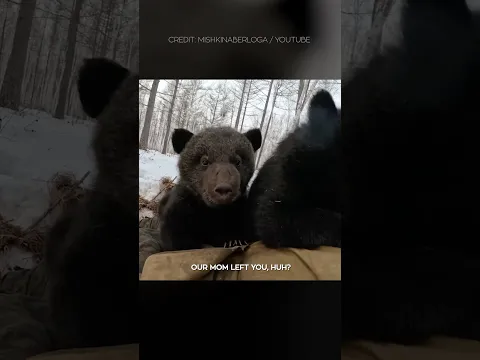 A Moment So Rare, You Won’t Believe It’s Real #RareMoments #wildlife #BearCubs