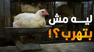 ليه الفرخة لما بتتحط على الميزان بتفضل هادية ومش بتهرب؟