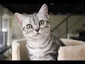 Download Lagu Betul ke daun sireh, asam jawa mampu rawat masalah kulat si bulus?