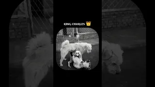 KING CHARLES BOT KAK TO TAK Shorts Shortsfeed Trendingshorts Motivation 