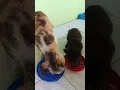 Download Lagu pagi mam ☺️ #catlovers #funnycats #shorts