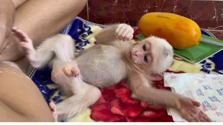Download Baby monkey Miker act this behavior with mom when dad not around MP3