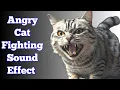 Angry Cat Fighting Sound Effect | Horrible Cat Sounds