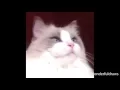 Cat vietnam flashback