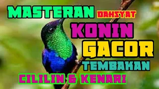 Download MASTERAN DAHSYAT KONIN GACOR TEMBAKAN CILILIN DAN KENARI MP3