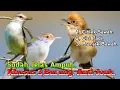 Download Lagu SUARA PIKAT BURUNG CIBLEK SAWAH. DAN CICI PADI+PRENJAK BAWAH..