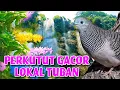 Download Lagu SUARA PERKUTUT GACOR LOKAL TUBAN TERBAIK.