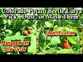 Garden Pests Diseases How to Identify Treat Manage Mash Colorado Potato Beetle Larva