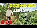 Download Lagu 顶着35度的高温天气上山打野，差点热死在深林里，没想到还有意外的收获