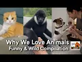 Lagu Dieren die je hart doen smelten — Grappige en wilde momenten
