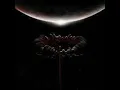 Hush- Muse, Ellie Goulding
