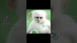 غاب الاسد فتره دندنها