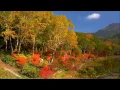 Nickel Creek - Out Of The Woods