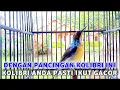 Lagu kolibri kelapa | dengan pancingan ini | kolibri kelapa di rumah anda ikut gacor dor