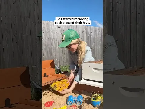 Sandbox of Bees
