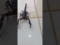 Download Lagu KALAJENGKING RAKSASA @sanggalangitfarm #scorpio #scorpion #wild #wildanimals #binatang #viral
