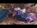 Download Lagu DOOR DE OVERHAASTIGHEID WERD DE KOP VAN DE VOGEL AANGEZIEN VOOR VOEDSEL