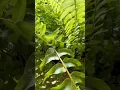 The Miracle Fern One Frond Was All She Had Now Look At Her