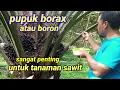 Lagu manfaat pupuk boron atau pupuk borote  dan dosisnya untuk tanaman sawit