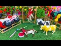 Download Lagu Wadidau Proses Potong Sapi Kurban, Simulasi Potong Sapi Kurban, Cow Video Funny