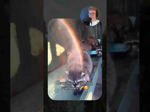 ВИРУСНЫЕ ВИДЕО / Кот украл еду со стола 😂