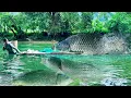 Download Lagu Traditional Fishing Skills - Caught a Giant School of 25kg Fish - My Bamboo House Is No Longer Safe
