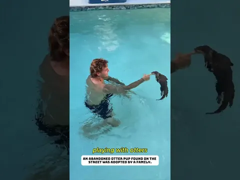 A baby otter separated from its mother. #otter  #lovestory #animals #cute