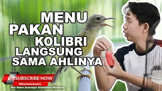  menu pakan kolibri manggar u0026 perawatan langsung dari ahlinya wihalim synth