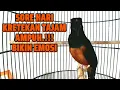 Download Lagu Pancingan SORE HARI kretekan dan tembakan TAJAM murai batu ini SUKSES bikin EMOSI langsung ikutGACOR