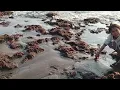Download Lagu Menyusuri Pantai Bali Barat 🚶🌊 Ketemu Pasangan Lagi Romantis!