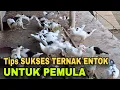 Download Lagu Cara Sukses Ternak Entok untuk Pemula
