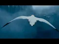 LDF - Blue frozen (Clip Officiel)