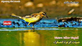 جديد  صوتين للزعرة الصفراء  قرقوزانة                                    دندنها