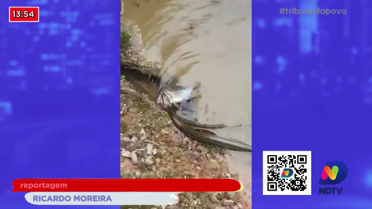 Cobras pescadoras: Animais são flagrados pescando em lagoa de Jaraguá do Sul