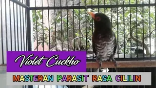 violet cuckho masteran parasit rasa cililin paling di buru kicau mania