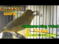 Download Lagu Kecial Kuning Nyerecet Panjang Bongkar Isian Kenari||Masteran \u0026 Pancingan Kecial Kuning