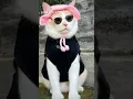 DJ menimisiu kucing Pororo
