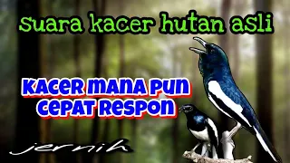 suara burung kacer asli hutan pancingan kacer malas bunyi