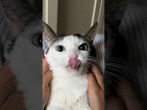 🧖‍♀️이너뷰티까지 관리하겠어 #asmr #고양이 #cat