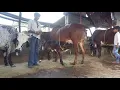 excellent cow meeting and donkey meeting bull meeting
